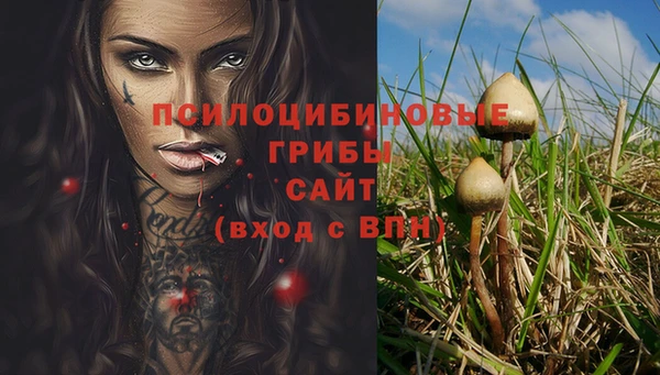прущие грибы Абинск